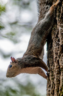squirrel climbing down tree von digidreamgrafix