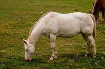 white horse von digidreamgrafix