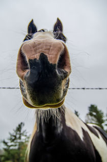 horse nose von digidreamgrafix