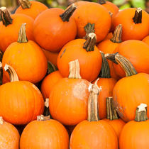 Pumpkin Patch on Farm by digidreamgrafix
