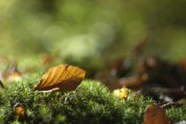 Waldboden im rheinischen Herbst von Günter Jörgenshaus