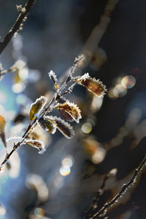 winter lights #2 by Eva Stadler