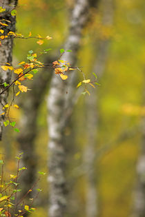 Birch Leaves in Autumn von Louise Heusinkveld