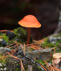 Conical Wax Cap Mushroom by Louise Heusinkveld