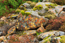 Lichens and Moss in Glen Strathfarrar by Louise Heusinkveld
