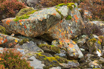 Moss and lichens in the Scottish Highlands by Louise Heusinkveld
