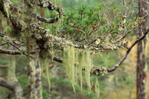 Lichens on tree branches in the Scottish Highlands by Louise Heusinkveld