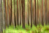 The Woods in Autumn von Louise Heusinkveld