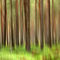 Woodland-abstract0252