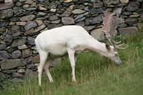 white deer by mark severn