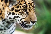 Blick des Jaguar by Uwe Hennig