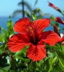 Red Hibiscus Flower  by anowi