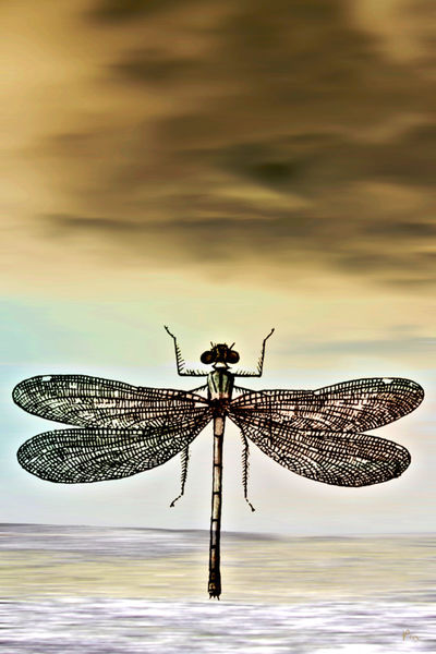 Dragonfly-final-2