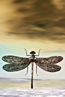 Dragonfly-final-2