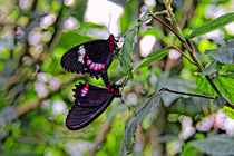 Ritterfalter | Swallowtail butterfly von mg-foto