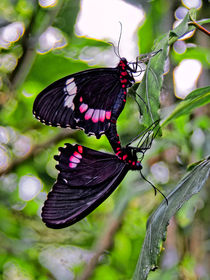 Ritterfalter | Swallowtail butterfly by mg-foto