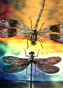 DRAGONFLY meets a FRIEND by Pia Schneider