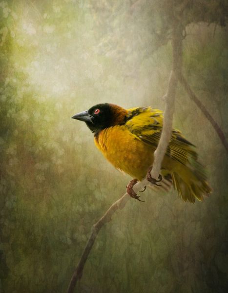 Weaver-bird