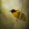 Weaver-bird