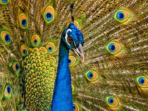 Pfau | Peacock von mg-foto