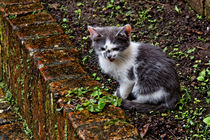 Kätzchen | Kitten von mg-foto