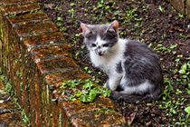 Kätzchen | Kitten von mg-foto