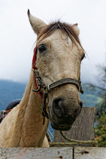 Pferdekopf | Horsehead by mg-foto