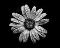 Backyard Flowers In Black And White 16 After The Storm von Brian Carson