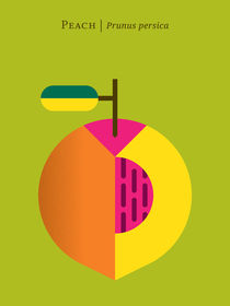 Fruit: Peach von Christopher Dina