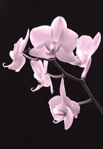 Orchideenzweig von balticus