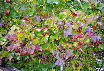 Colorful ivy von Leopold Brix
