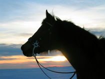 Pony im Sonnenuntergang von Denise Schneider