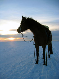 Pony im Wintersonnenuntergang von Denise Schneider