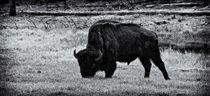 Yellowstone Bison von Ken Dvorak