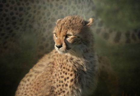 Young-cheetah