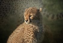 Young Cheetah by Pauline Fowler