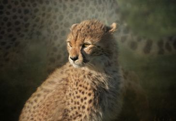 Young-cheetah