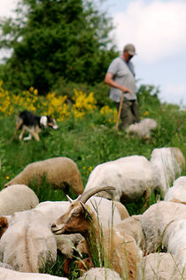 Seine Schäfchen, his sheep by Christian Busch