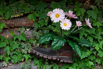 Blumenschmuck im Schuh von Andreas Müller