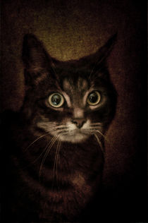 Cat's Eyes #04 von loriental-photography