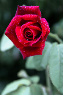 Red rose von balticus