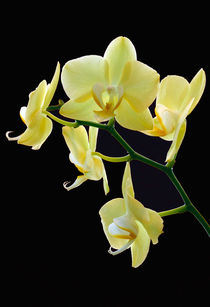 Gelbe Orchidee von balticus