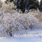 After-the-ice-storm0299