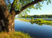 Big tree on the bank of the river by larisa-koshkina