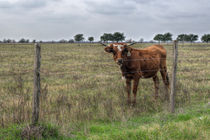 Da Brown Cow by agrofilms