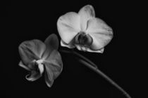 Weiße Orchidee by blackbiker