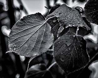 Raindrops-after-the-storm-old-4x5