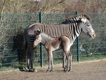 Zebra mit Jungtier von Antje Püpke