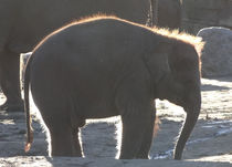 Junger Elefant von Antje Püpke