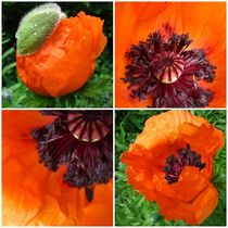 poppies by Sabine Cox
